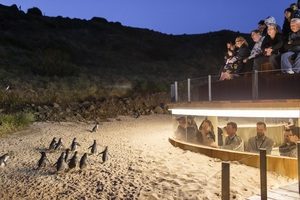 Watching the Penguin Parade at Phillip Island