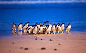 Penguins arriving at the Penguin Parade