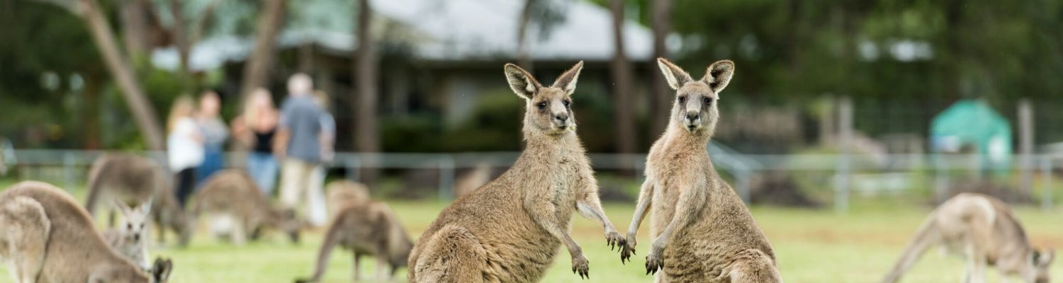 What is the difference between Kangaroos and Wallabies?