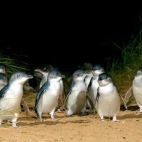 Penguin Island - Penguin Parade