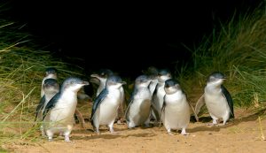 Penguin Island - Penguin Parade