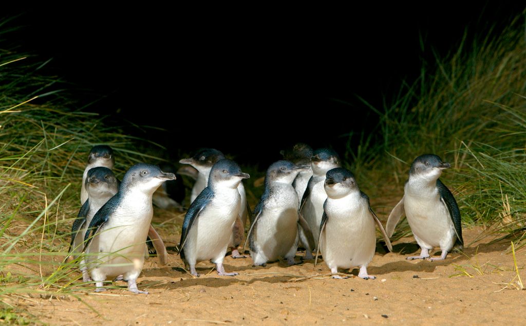 Penguin Island Penguin Parade