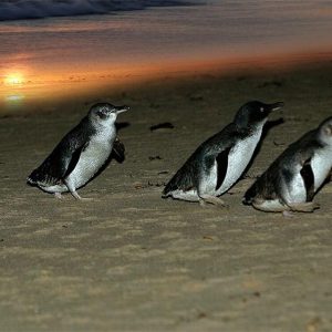 Phillip Island Penguin Parade & Wildlife Afternoon Tour