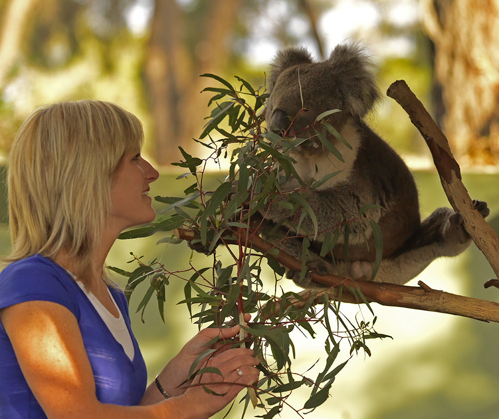 Moonlit Sanctuary Koala Encounter