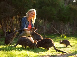 Moonlit Sanctuary Wallaby Walk