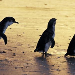 Autumn Penguin Parade