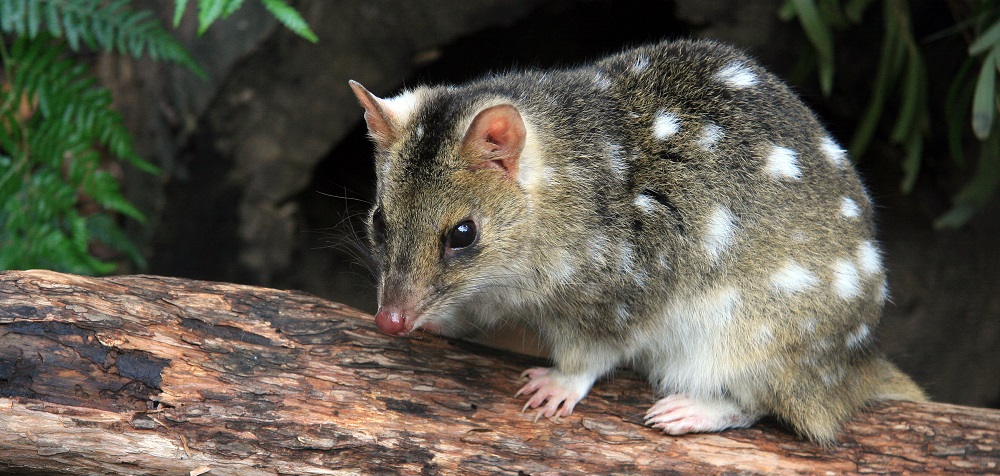 unusual australian animals