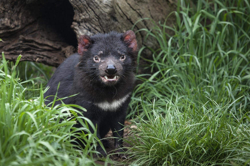 unusual australian animals